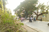 Trees being axed in Valencia- road widening on Fr.Muller’s road commences